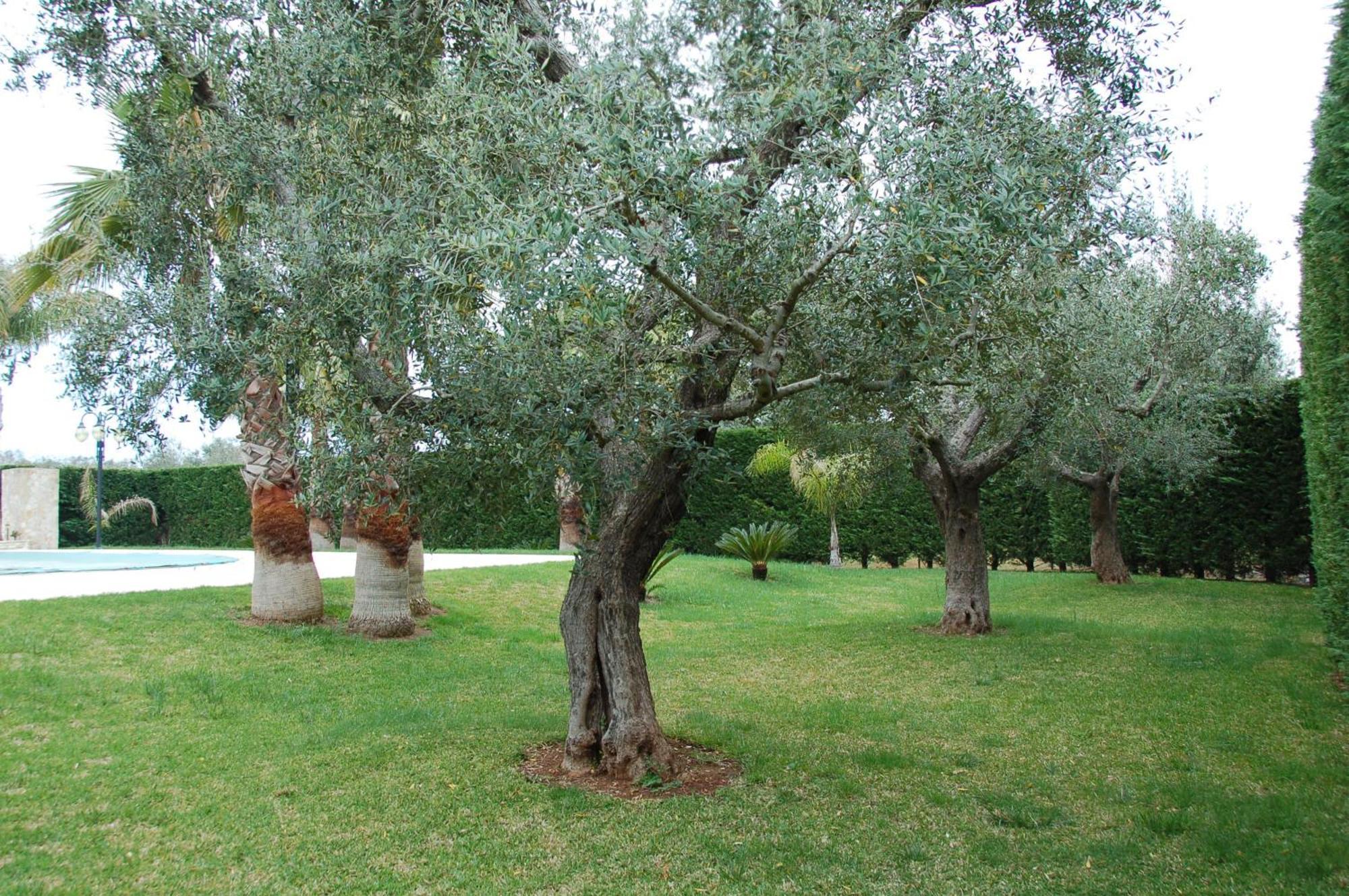 מאלייה B&B Villa Vittoria מראה חיצוני תמונה